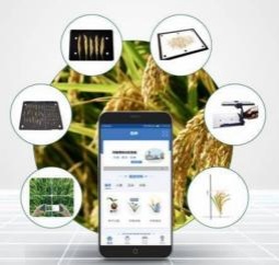 水稻表型检测系统（东方化玻）DFHB-409564