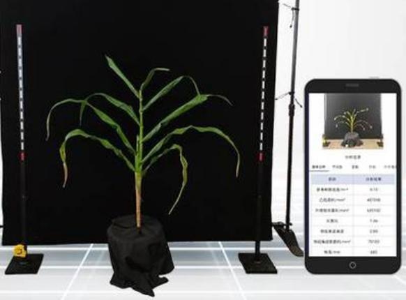 玉米表型检测系统（东方化玻）DFHB-409565