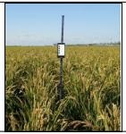 作物株高测量仪（东方化玻）DFHB-409568