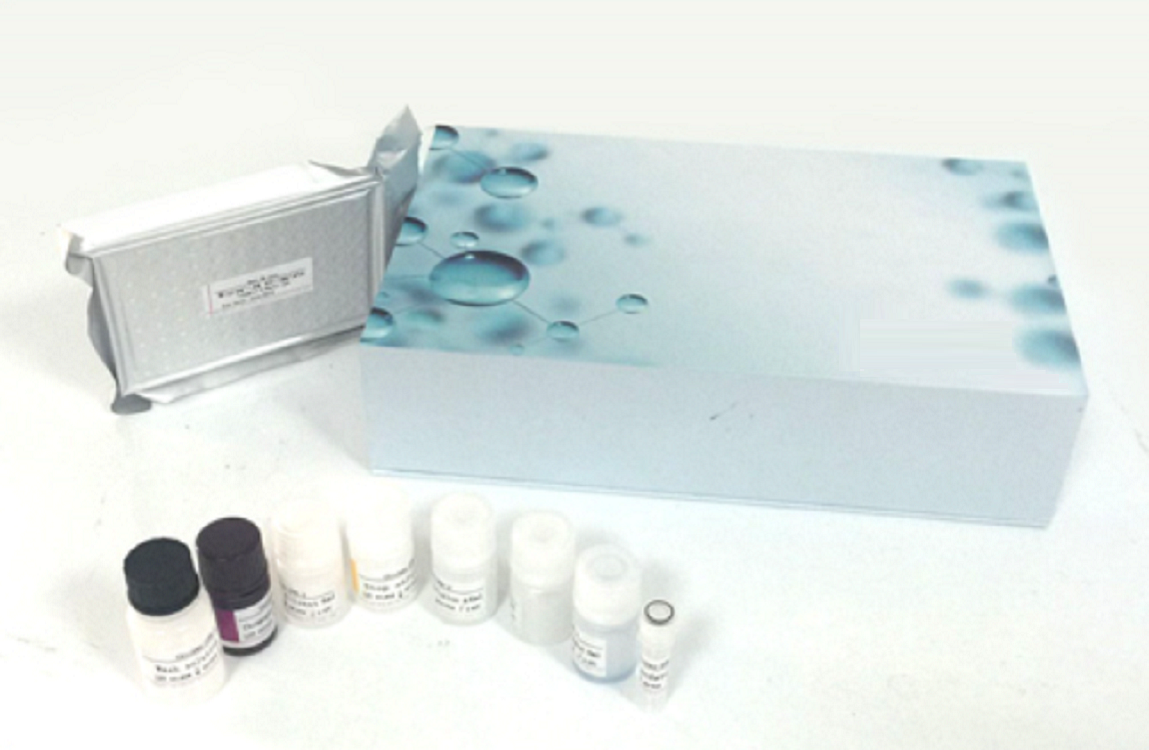 科研产品 人血管生成素1(ANG-1)ELISA试剂盒（货号JM-03156H1）JM-03156H1